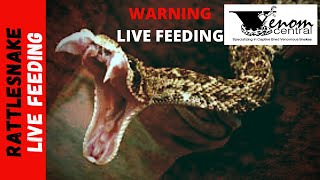 Feeding MONSTER Baby Neotropical Rattlesnakes  Feeding Venomous Snakes [upl. by Akemehc419]