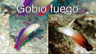 Gobios fuego y fuego purpura 2 especies para reef de menos de 100 litros [upl. by Ehttam]