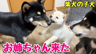 【柴犬 子犬】母犬と違う犬が登場するとこうなります [upl. by Earas]