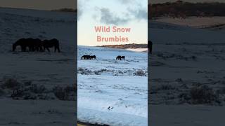 Wild Brumbies nsw brumbies snow [upl. by Yenitirb]