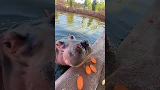 Mochi I also eat that fruit platter hippopotamus magical animals on confusing behavio [upl. by Reta]