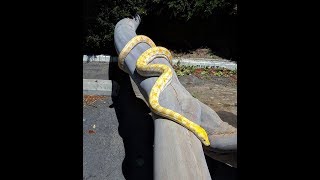 2 Year Old Reticulated Python Male [upl. by Scammon]