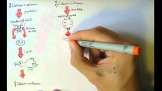 Bone Homeostasis Calcium and Phosphate Hormones [upl. by Devonna]