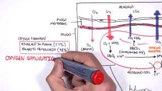 Respiration Gas Exchange [upl. by Ramal]