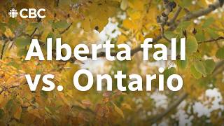 Why autumn in Alberta is shorter and less colourful than in Ontario [upl. by Four]