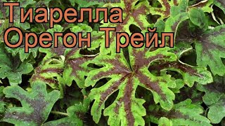 Тиарелла сердцелистная Орегон Трейл tiarella 🌿 обзор как сажать рассада тиареллы Орегон Трейл [upl. by Rennold126]