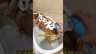 Antibacterial and deodorizing bath mousse for dogs It leaves the dog smelling good after washin [upl. by Racso]