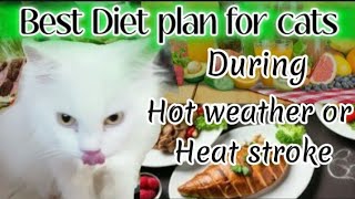 Best diet plan for cats during Hot weather  HeatstrokeBest diet keep your cat safe from heatstroke [upl. by Dar]