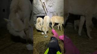 Kveldsnacks😎 Alpakka Alpaca Alpacafarm Norway NorthNorway [upl. by Ian]