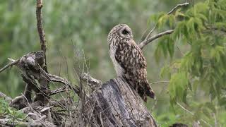 Owl vs Bluethroat Fun Moment [upl. by Tyree]