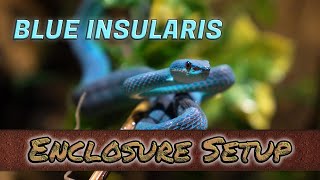 BLUE VIPER ENCLOSURE Insularis Natural Habitat [upl. by Ennairej44]