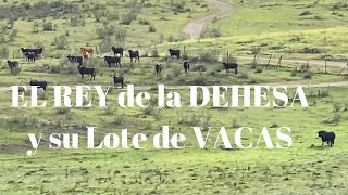 🥳Echamos los TOROS a las VACAS Un Semental Urcola Y COBRADIEZMOS [upl. by Avner]