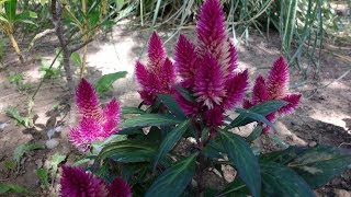 Celosia Caracas argentea medicinal plant [upl. by Iroj823]