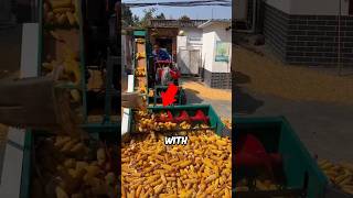 Corn Machine Removes Thousands of Kernels Instantly 🌽 [upl. by Sollars972]