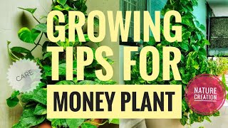 ALL ABOUT MONEY PLANT  GROWING TIPS FOR MONEY PLANT  MONEY PLANT CARE [upl. by Giza]