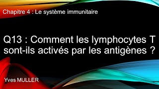 Chap 4  Le système immunitaire  Q13  Comment les lymphocytes T sont activés par les antigènes [upl. by Arrahs]