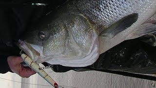 Striped Bass Fishing with Plugs  Gibbs Pencil Poppers [upl. by Mohn]