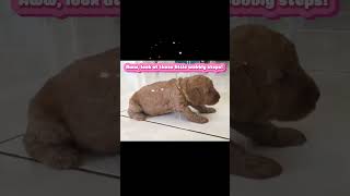 028 Adorable Puppy’s First Steps petparade funnyanimals laughoutloudpets [upl. by Mavra]