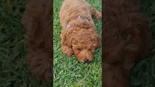 Cavoodle poppies video [upl. by Renato125]