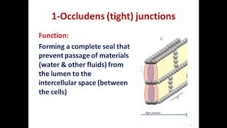 4 Intercellular junctions 2020 [upl. by Phebe]