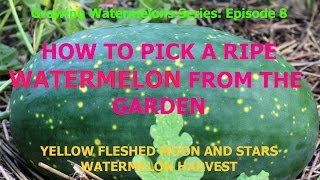 Growing Watermelon Series Episode 8How To Pick A Ripe Watermelon From The Garden [upl. by Isaacs]