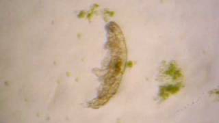 water bear Goldstein lab UNC Chapel Hill [upl. by Brote]