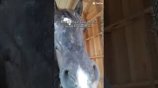 Plz subscribe allindiamarwarihorsesocietyaa horse equestrian horseing [upl. by Eitsym]