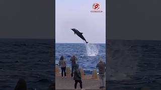 Best moments Dolphins jumping high [upl. by Magdalene223]