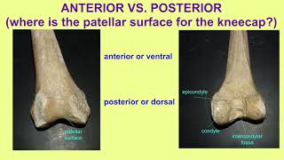 anterior ventral vs posterior dorsal [upl. by Slorac]