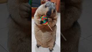 Marmot breaks rainbow candy [upl. by Moreno287]