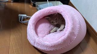 ベッドの中が狭くてもふみふみする子猫がかわいい Kitten kneading in a bed [upl. by Fifi]