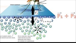 TENSIÓN SUPERFICIAL [upl. by Ellenaj963]