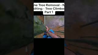 Pine Tree Removal  No Editing  Tree ClimberPart 1cutting treecutting usa edit chaisawman [upl. by Tnomad]