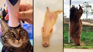 Ozzy Man Reviews Animals Relaxing 4 [upl. by Osnofla]