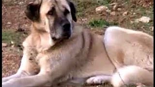 Türk Çoban Köpeği  Çobanların Yoldaşı Sürülerin bekçisi Karabaşlar Akbaşlar  2 Bölüm [upl. by Killion]