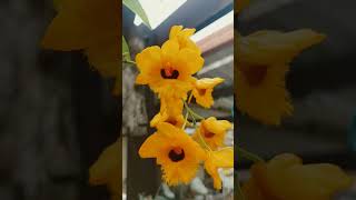 Dendrobium Fimbriatum bloomsshortsorchid blooms orchidsgarden plants garden [upl. by Gutow321]