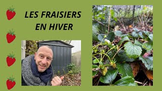 Comment soccuper des fraisiers en hiver [upl. by Birck]