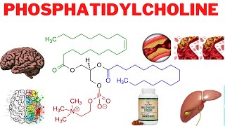 Phosphatidylcholine Benefits Side Effects and More  Is phosphatidylcholine good for the liver [upl. by Yehtomit]