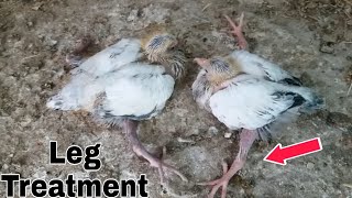 Pigeon Splayed Legs Treatment  कबूतर के बच्चों के फैले पैर कैसे सीधे करे [upl. by Erapsag593]