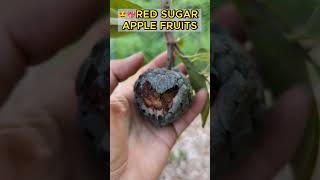 🍎Red SUGAR apple fruits They are small and already damaged😥sugarapple [upl. by Alien407]