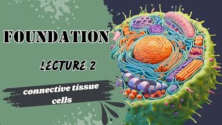 Connective Tissue Cells [upl. by Acimaj71]