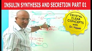 Insulin Synthesis and Secretion  Part 14💉 [upl. by Charleen]