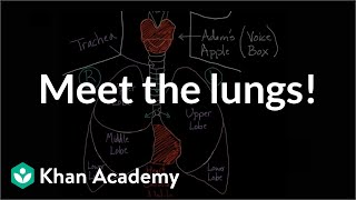 Meet the lungs  Respiratory system physiology  NCLEXRN  Khan Academy [upl. by Ayk219]