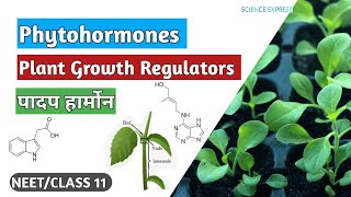 PLANT Growth regulators Plant Hormone Phyto Hormones NEETCLASS 11 Science Express Biology [upl. by Dallis]