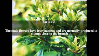 Myrica faya Top  5 Facts [upl. by Ainelec330]