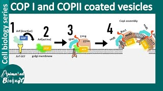 COP II and COP I vesicle mediated vesicle transport between ER and Golgi [upl. by Wirth750]