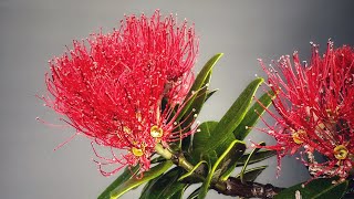 Pohutukawa Bonsai Development [upl. by Nylzzaj]