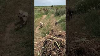 Found Abandoned Puppies And Their Mom Dog Exhausted On The Field They desperately Asked For Help [upl. by Rab]