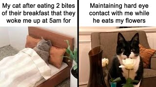 “Tag My Cat” Adorable Cat Memes To Brighten A Gloomy Day  Funny Daily [upl. by Adalheid652]