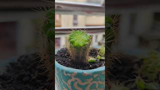 Cactus plant er matha katlam keno 🌵 cactus minivlog homegarden gardening [upl. by Naenej]